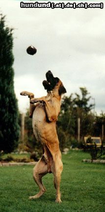 Deutsche Dogge Hunde Foto 5757 Deutsche Dogge Dies war unser