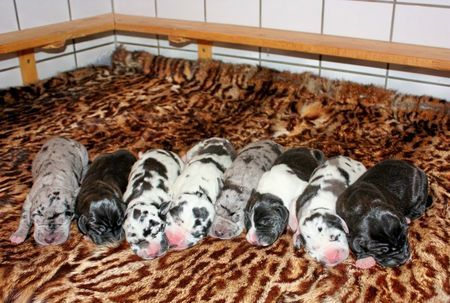 Deutsche Dogge Hunde Foto 43764 Deutsche Dogge S-Wurf vom Odenwald
