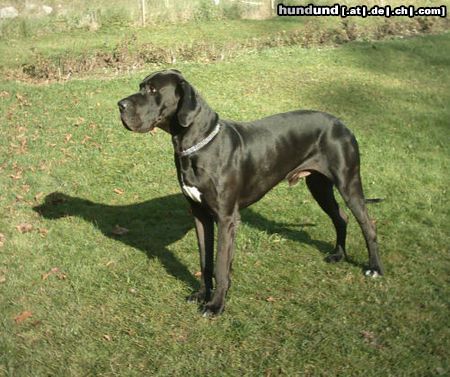Deutsche Dogge Hunde Foto 7524 Deutsche Dogge ramon vom schloss laupheim