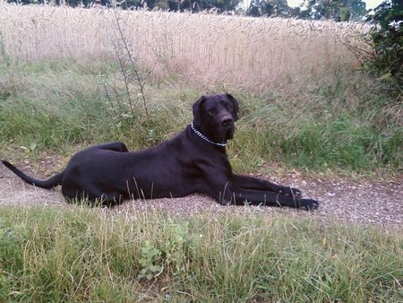 Deutsche Dogge Hunde Foto 42550 Deutsche Dogge stolze 19 monate unser rocky