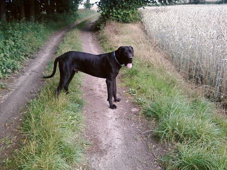Deutsche Dogge Hunde Foto 42551 Deutsche Dogge stolze 19 monate unser rocky