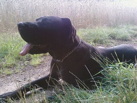 Deutsche Dogge Hunde Foto 42552 Deutsche Dogge rocky mal heftig nahe