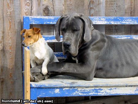 Deutsche Dogge Hunde Foto 19892 Deutsche Dogge Sam und Fuzzi
