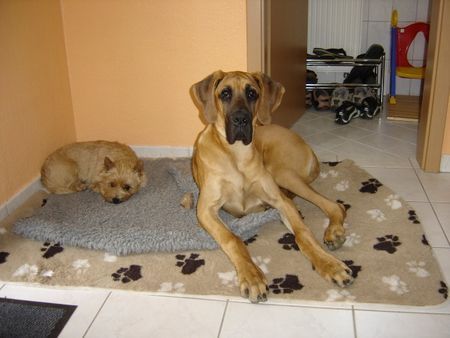 Deutsche Dogge Hunde Foto 43193 in höherer Auflösung ansehen Deutsche Dogge Ich fühl mich pudelwohl!
