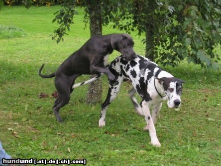 Deutsche Dogge Hunde Foto 17021 Deutsche Dogge