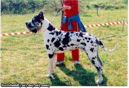Deutsche Dogge Hunde Foto 3483 Deutsche Dogge STENTOR
