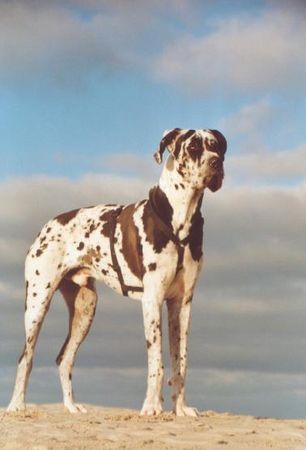 Deutsche Dogge Hunde Foto 37113 in höherer Auflösung ansehen Deutsche Dogge Achilles (18 Monate)
