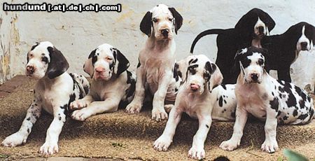 Deutsche Dogge Hunde Foto 11606 Deutsche Dogge Tribeca_H_puppies