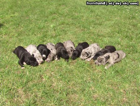 Deutsche Dogge Hunde Foto 22955 Deutsche Dogge