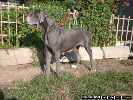 Deutsche Dogge VLADESKA DES TERRES DE LA RAIRIE,MUTTER  L-WURF2009