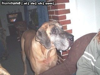 Deutsche Dogge Hunde Foto 8616 Deutsche Dogge Luka mit 5 Jahre