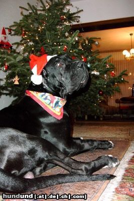 Deutsche Dogge Hunde Foto 6580 Deutsche Dogge Krümel zu Weihnachten