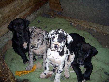 Deutsche Dogge Hunde Foto 37642 in höherer Auflösung ansehen Deutsche Dogge Süßes im Vierepack!