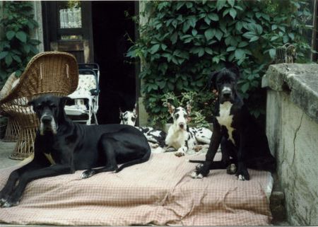 Deutsche Dogge Hunde Foto 2101 Deutsche Dogge Wir wachen
