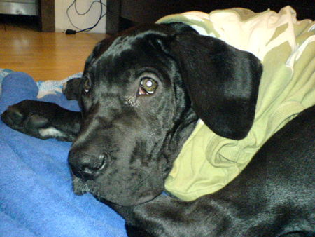 Deutsche Dogge Hunde Foto 30998 Deutsche Dogge Mir ist kalt!!!