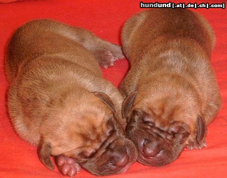 Deutsche Dogge Hunde Foto 13963 Deutsche Dogge Unserer ganz besonderen Zwillinge