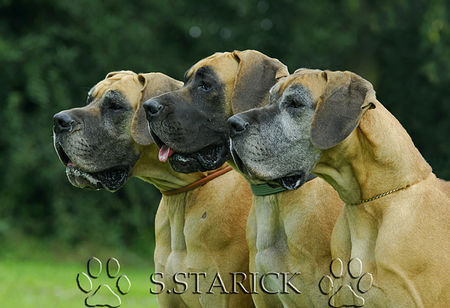 Deutsche Dogge Hunde Foto 34165 in höherer Auflösung ansehen Deutsche Dogge 3 Generationen