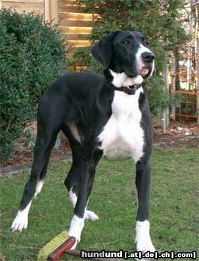 Deutsche Dogge Hunde Foto 8591 Deutsche Dogge unsere Widu