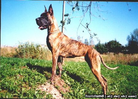 Deutsche Dogge Hunde Foto 9547 Deutsche Dogge CH.ADELA Dog Bessen
