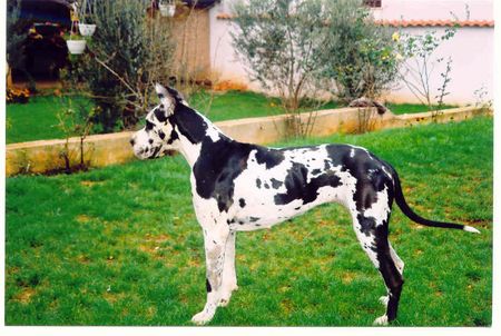 Deutsche Dogge Hunde Foto 2021 Deutsche Dogge