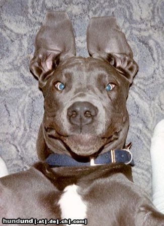 Deutsche Dogge Hunde Foto 3807 Deutsche Dogge *grins*