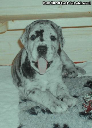 Deutsche Dogge Hunde Foto 9117 Deutsche Dogge Athena Vom White Temple im Alter von 4 Wo.
