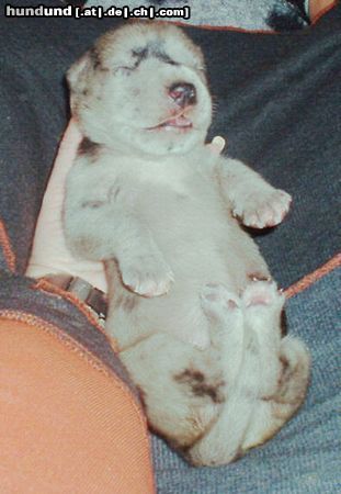 Deutsche Dogge Hunde Foto 8374 Deutsche Dogge Athena Vom White Temple 9 Tage alt