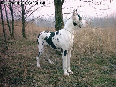 Deutsche Dogge BABETTE BON AMI Grand Canyon