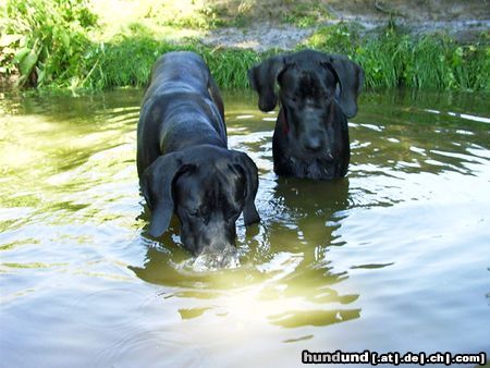 Deutsche Dogge Hunde Foto 12521 Deutsche Dogge Buffalo&Joyce