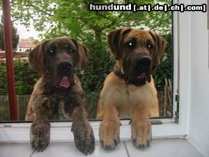 Deutsche Dogge Hunde Foto 12373 Deutsche Dogge Hey..mach doch mal Platz