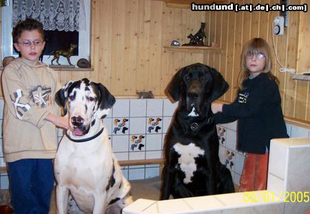 Deutsche Dogge Hunde Foto 18679 in höherer Auflösung ansehen Deutsche Dogge Geschwisterpaare, Sören & Maren mit Max & Montana im Januar 2005