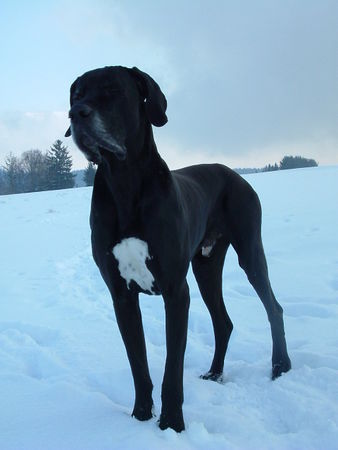 Deutsche Dogge Hunde Foto 37021 Deutsche Dogge hgassan vom aischgrund