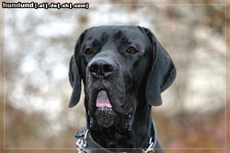 Deutsche Dogge Hunde Foto 12525 Deutsche Dogge Buffalo