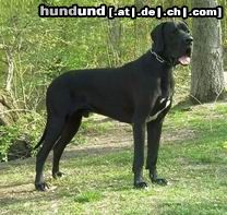 Deutsche Dogge Hunde Foto 12367 Deutsche Dogge Buffalo von der Zwergweide