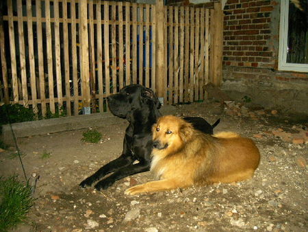 Deutsche Dogge Hunde Foto 42540 Deutsche Dogge Rocky mit unserem 2ten Wuff