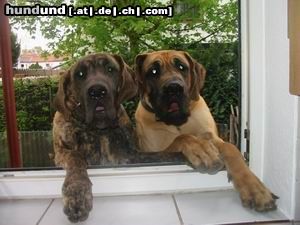 Deutsche Dogge Hunde Foto 12372 Deutsche Dogge Hey..mach doch mal Platz