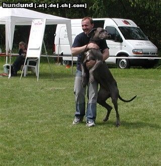 Deutsche Dogge Hunde Foto 13047 Deutsche Dogge coco auf Ausstellung