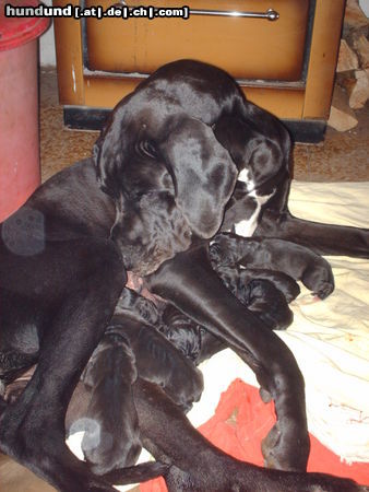 Deutsche Dogge Hunde Foto 45205 Deutsche Dogge SCHWARZEN DEUTSCHE DOGGEN, M-WURF 03/11/2009