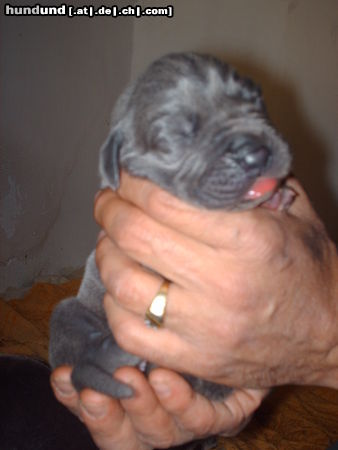 Deutsche Dogge Hunde Foto 45200 Deutsche Dogge L-wurf 08/11/09 Blauen Deutsche doggen