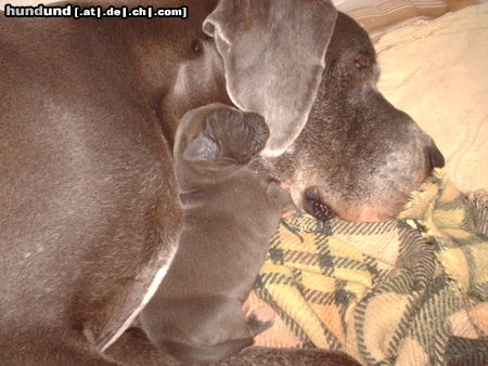Deutsche Dogge Hunde Foto 45199 Deutsche Dogge L-wurf 08/11/09 Blauen Deutsche doggen