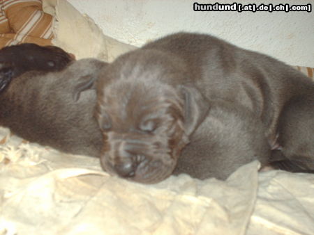 Deutsche Dogge Hunde Foto 45202 Deutsche Dogge L-wurf 08/11/09 Blauen Deutsche doggen
