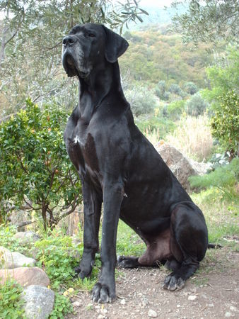 Deutsche Dogge Hunde Foto 42271 in höherer Auflösung ansehen Deutsche Dogge Dario