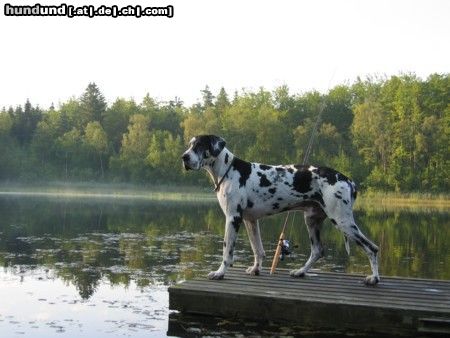Deutsche Dogge Hunde Foto 17903 Deutsche Dogge Orph
