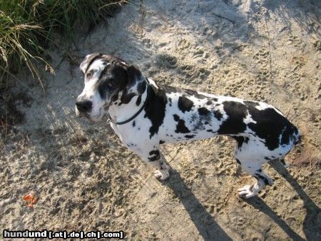 Deutsche Dogge Hunde Foto 17904 Deutsche Dogge Orph