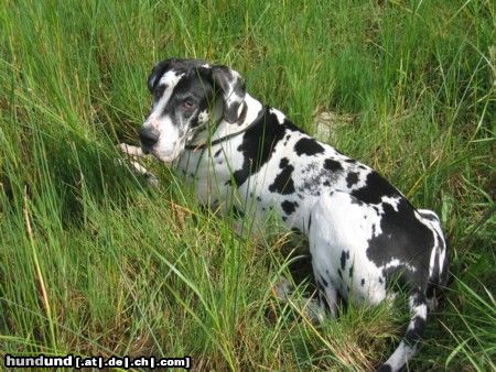 Deutsche Dogge Hunde Foto 17902 Deutsche Dogge das ist Orph