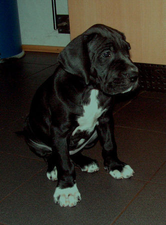 Deutsche Dogge Hunde Foto 31209 in höherer Auflösung ansehen Deutsche Dogge Dryope vom White Temple, 7 Wochen alt