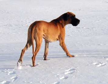 Deutsche Dogge Hunde Foto 83 Deutsche Dogge
