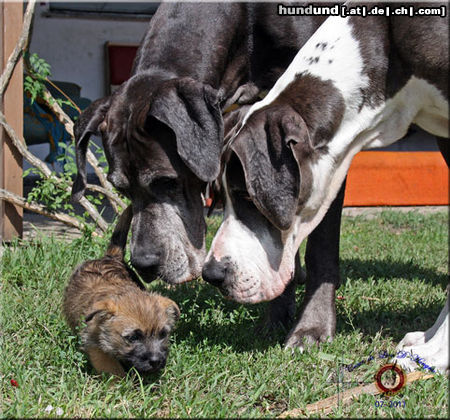 Deutsche Dogge Hunde Foto 46967 in höherer Auflösung ansehen Deutsche Dogge Apollonia fragt und wer bist du