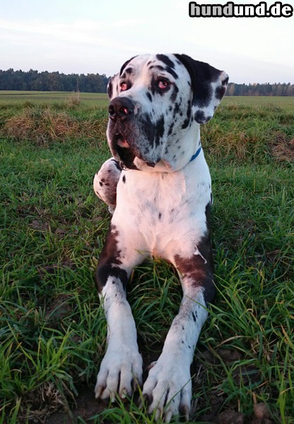 Deutsche Dogge Auf dem Bild ist unser Deutscher Doggen Rüde Kaidano zusehen. Er hat 83cm schulterhöhe, 61 cm halsumfang, 81 cm Rückenlänge,  105 cm bauchumfang und seine Tailie 91 cm. Stolze 79,4 kg besitzt er,die er beim kuscheln auch ordentlich zum Einsatz bringt. Er lebt in einem Einfamilienhaus mit zwei Schäferhündinnen und unserer kleinen Familie bestehend aus mama/papa/ kind zusammen.