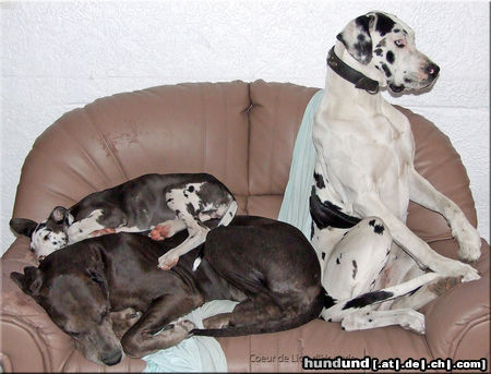 Deutsche Dogge Hunde Foto 46964 in höherer Auflösung ansehen Deutsche Dogge Kein Platz?